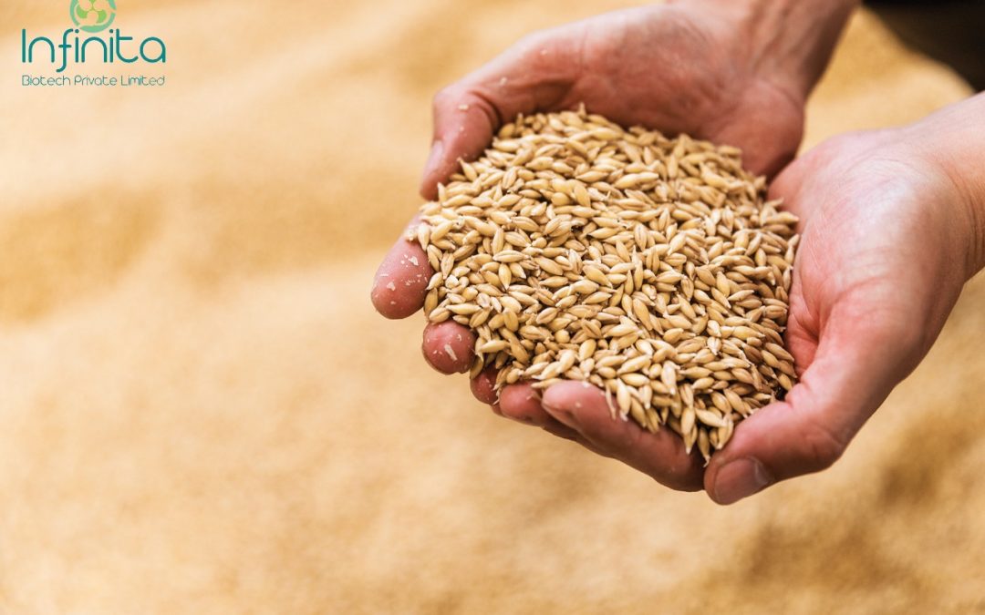 How Malting Process in Brewing Industry Works?