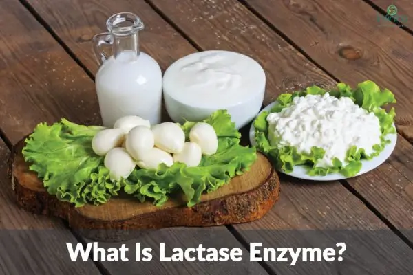 Lactase Enzyme And Benefits