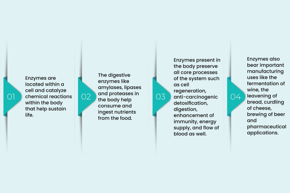 Top 3 Functions Of Enzymes In The Body Infinita Biotech