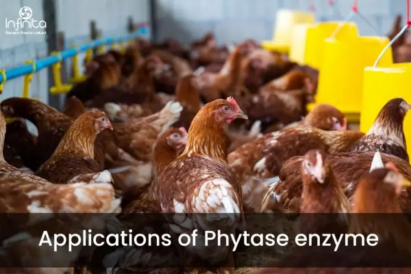 Applications of Phytase enzyme