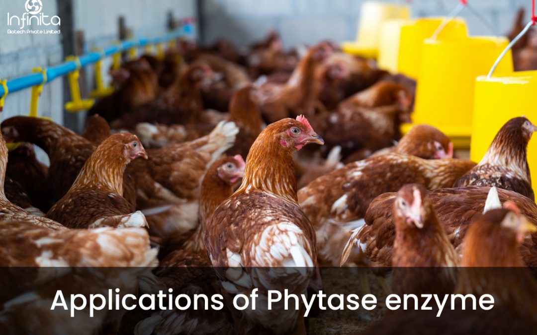 Applications of Phytase enzyme