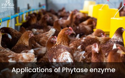 Applications of Phytase enzyme