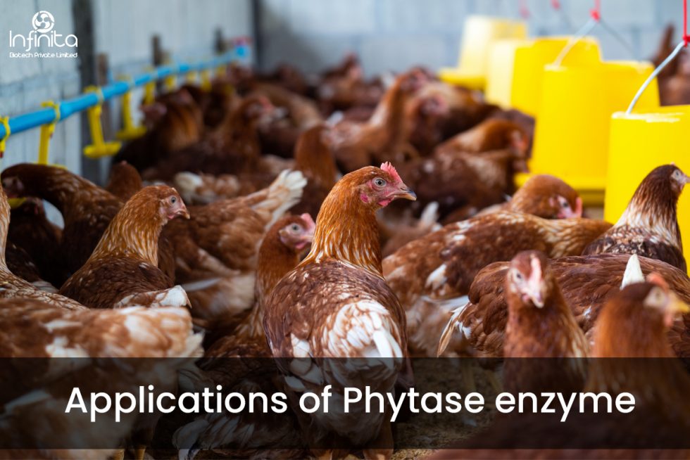 Applications Of Phytase Enzyme Infinita Biotech 