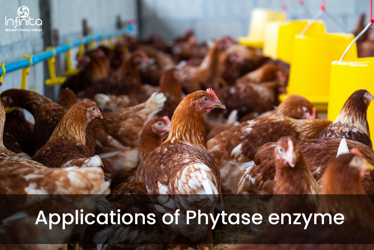 Application of Phytase Enzymes