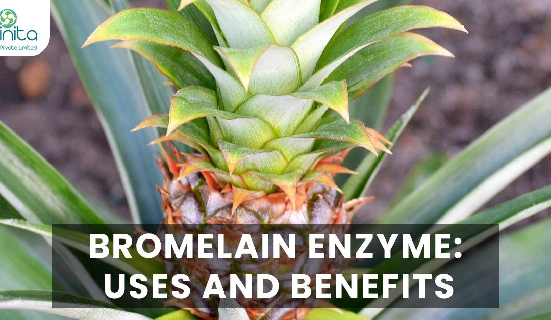 Bromelain Enzyme: Uses and Benefits