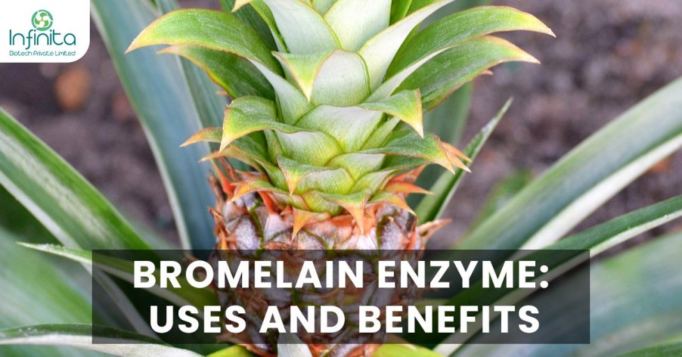 Bromelain Enzyme Uses and Benefits Infinita Biotech