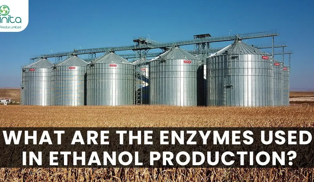 What Are The Enzymes Used In Ethanol Production?