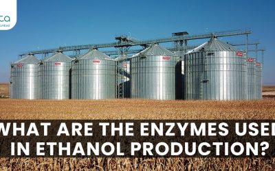 What Are The Enzymes Used In Ethanol Production?