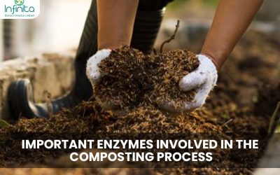 Important Enzymes Involved In The Composting Process