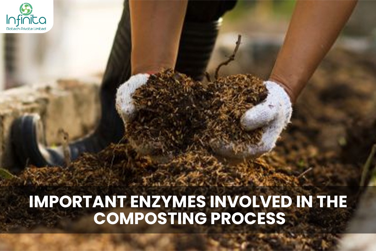 Important Enzymes Involved in the Composting Process