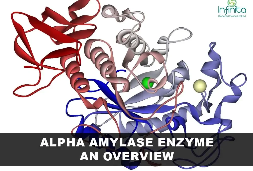 Alpha Amylase Enzyme an Overview