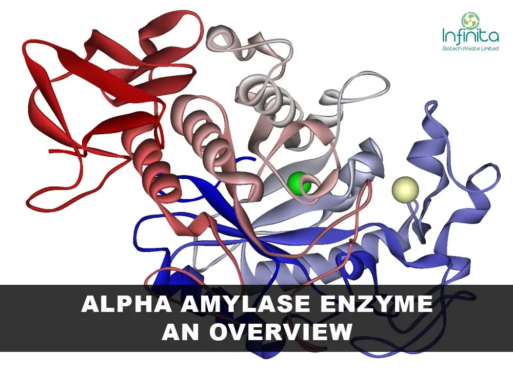 Alpha Amylase Enzyme