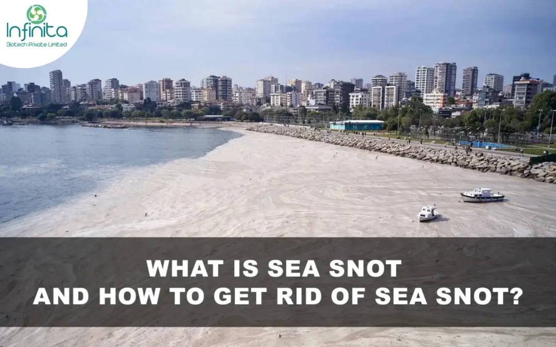 What is Sea Snot and How to Get Rid of Sea Snot?