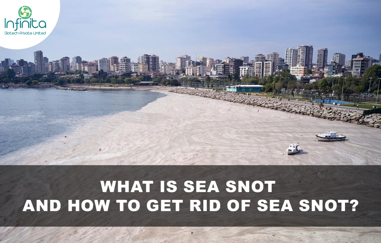 what-is-sea-snot-and-how-to-get-rid-of-sea-snot