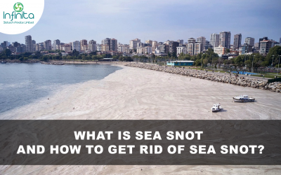 What is Sea Snot and How to Get Rid of Sea Snot?