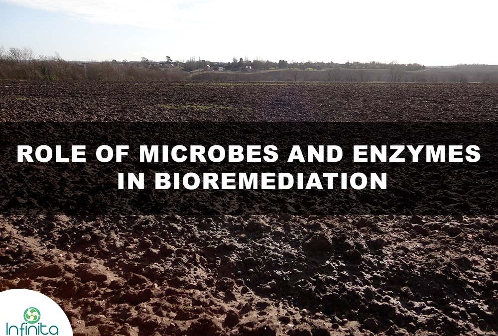 Role of Microbes and Enzymes in Bioremediation