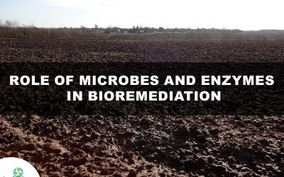 Role of Microbes and Enzymes in Bioremediation