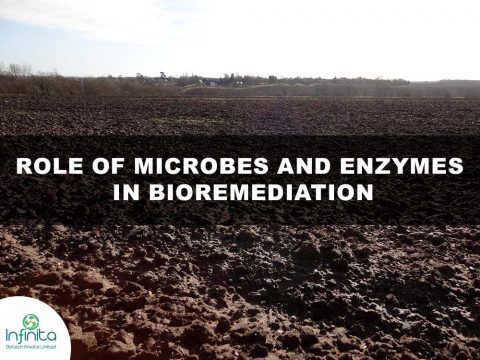 Role Of Microbes And Enzymes In Bioremediation