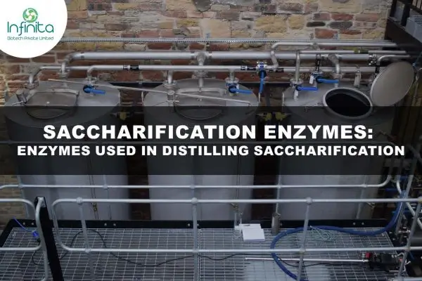 Application Of Saccharification Enzymes