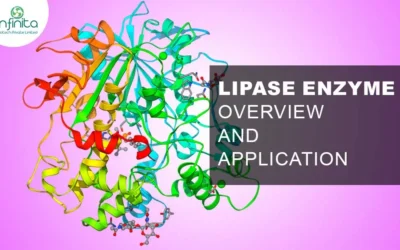 Lipase Enzyme – Overview and Application of Lipase