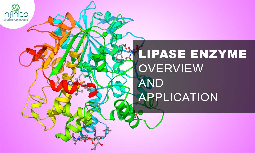 Lipase Enzyme – Overview and Application of Lipase