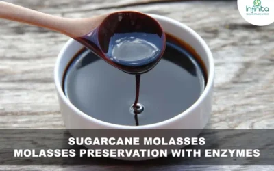 Sugarcane Molasses – Molasses Preservation with Enzymes