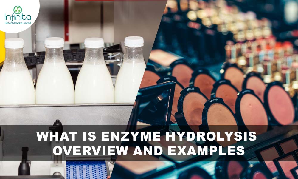 What is Enzyme Hydrolysis – Overview and Examples
