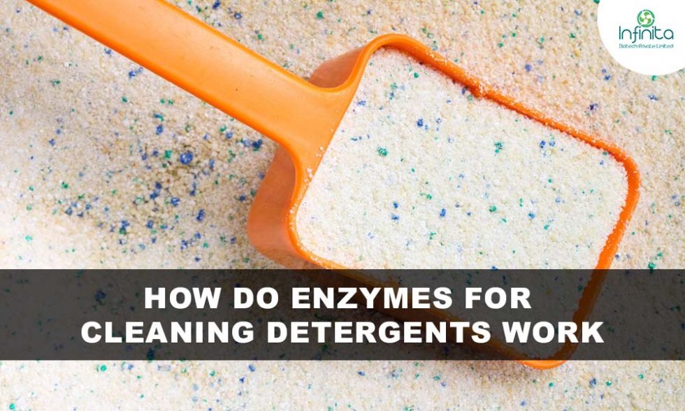 How do Enzymes for Cleaning Detergents Work?