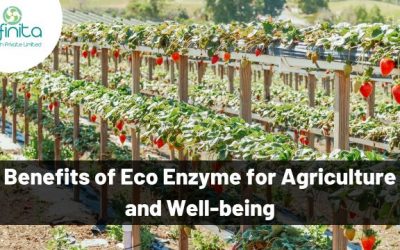 Benefits of Eco Enzyme for Agriculture and Well-being