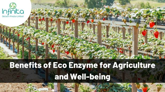 Benefits of Eco Enzyme for Agriculture and Well-being