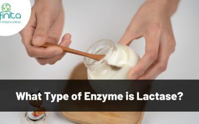 What Type of Enzyme is Lactase?