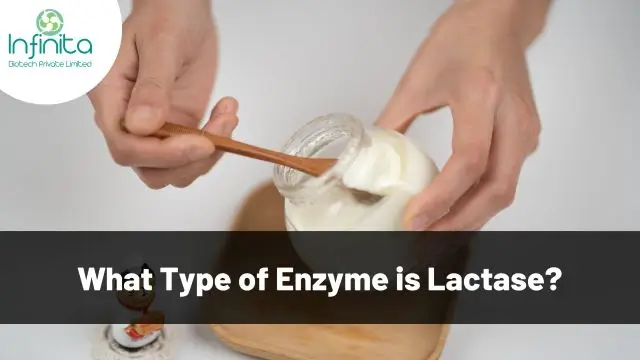 What Type of Enzyme is Lactase?