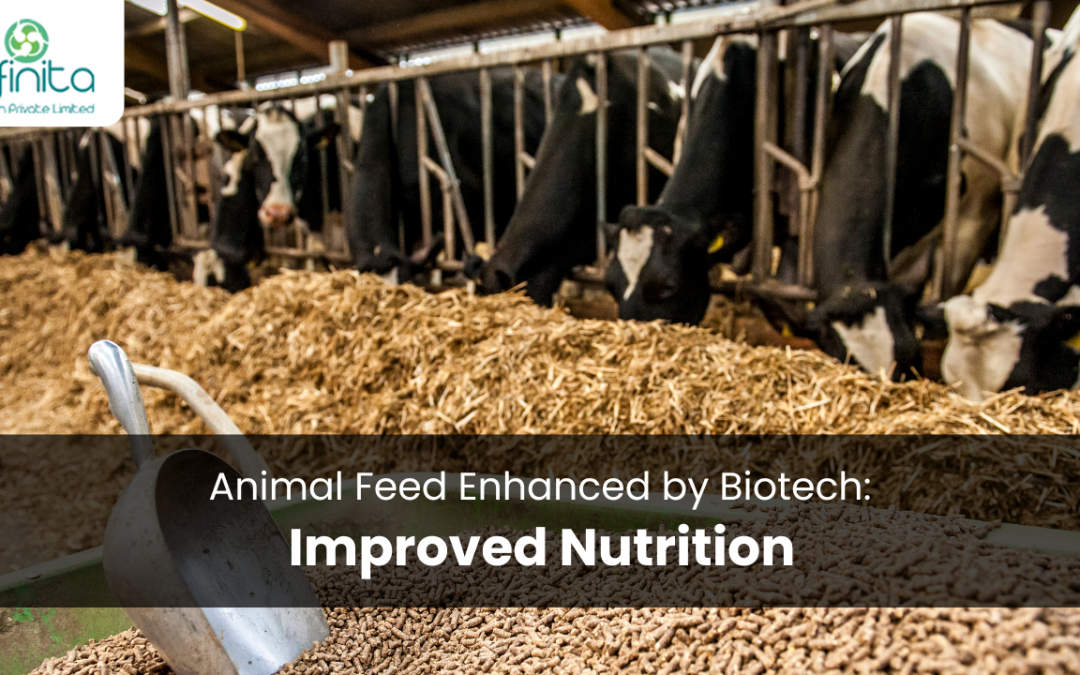 Animal Feed Enhanced by Biotech Improved Nutrition
