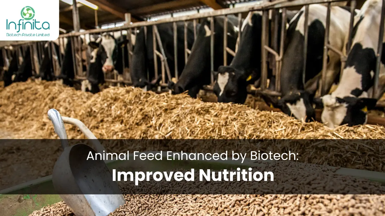 Animal Feed Enhanced by Biotech Improved Nutrition