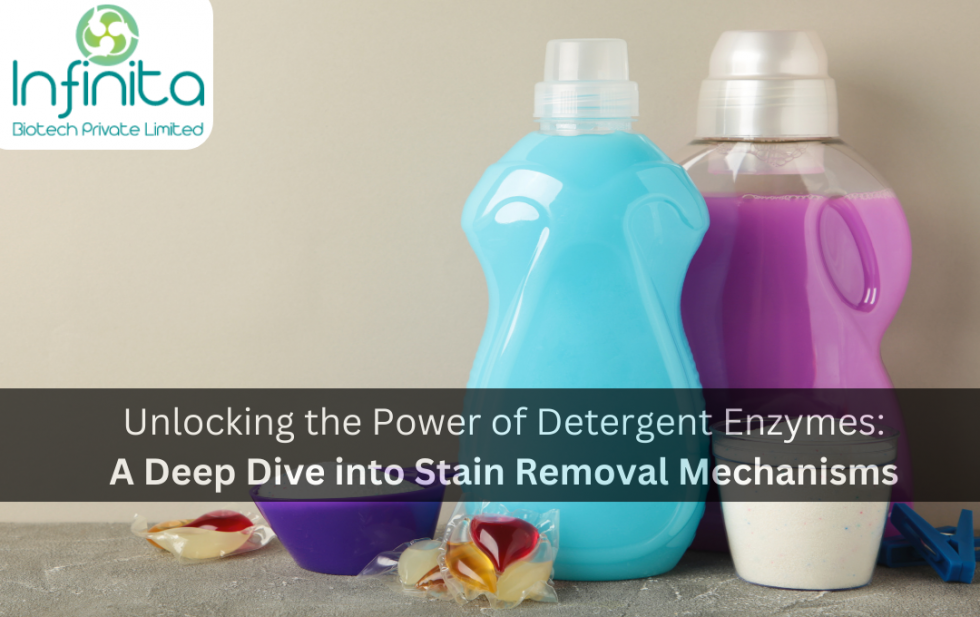Unleashing the Power of Detergent Enzymes in Stain Removal
