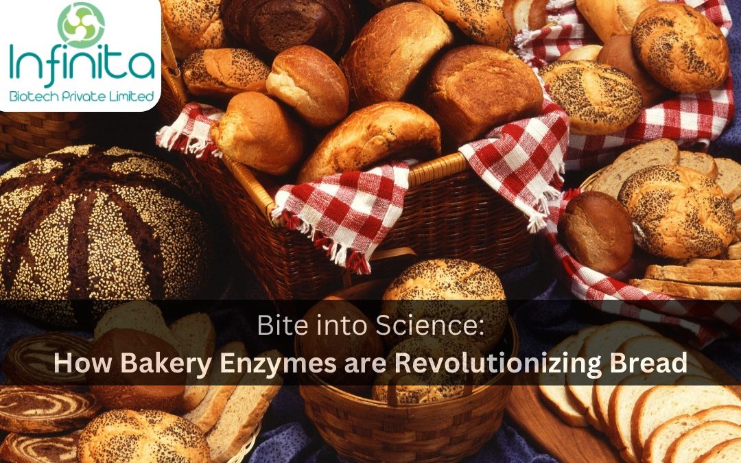 Bite into Science: How Bakery Enzymes are Revolutionizing Bread