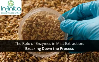 The Role of Enzymes in Malt Extraction: Breaking Down the Process