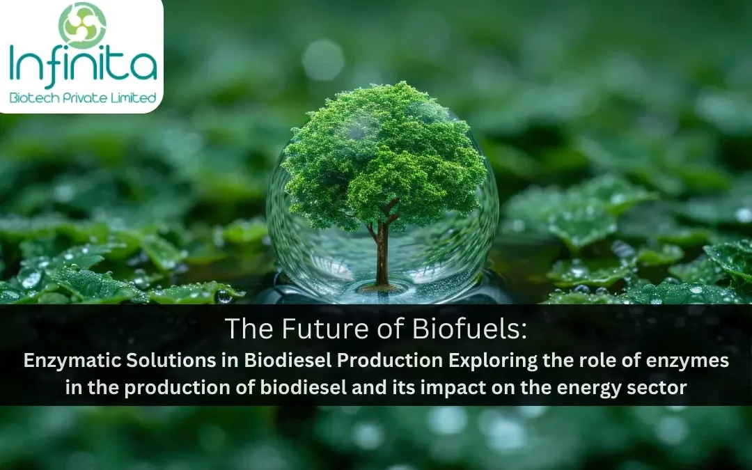 The Future of Biofuels: Enzymatic Solutions in Biodiesel Production Exploring the role of enzymes in the production of biodiesel and its impact on the energy sector.