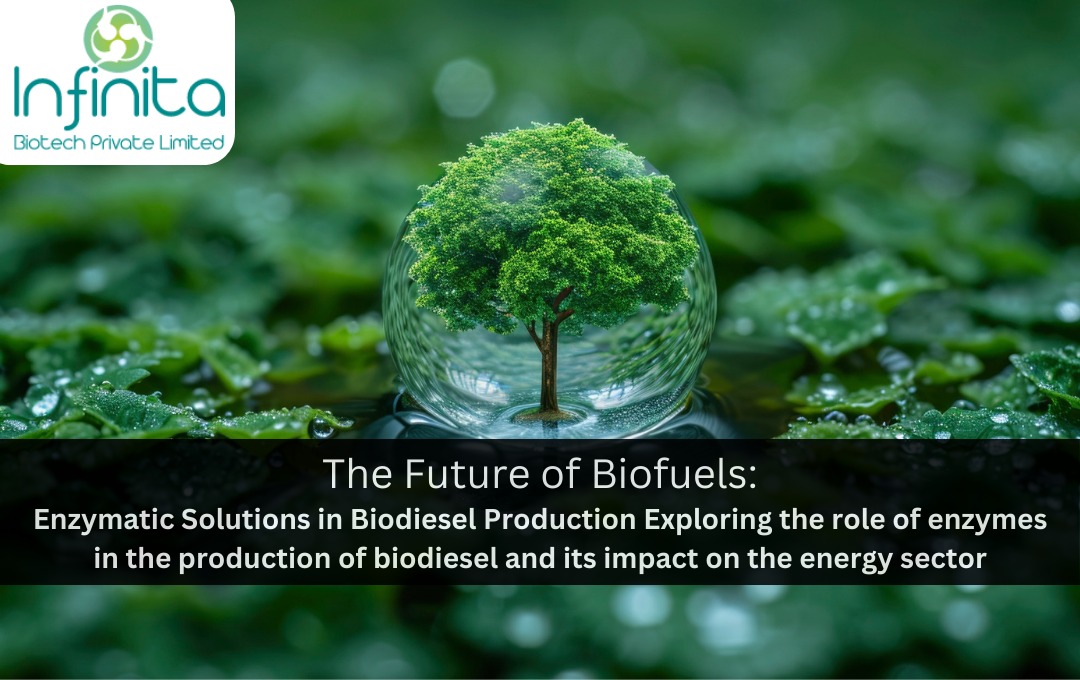 The Future Of Biofuels: Enzymatic Solutions In Biodiesel Production ...