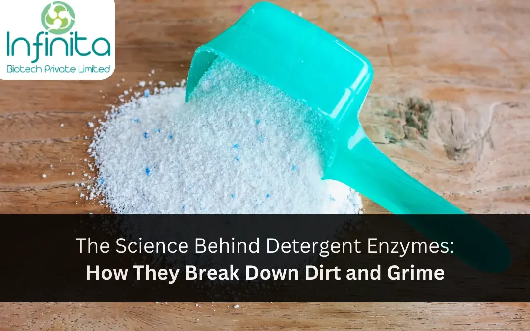 The Science Behind Detergent Enzymes: How They Break Down Dirt and Grime