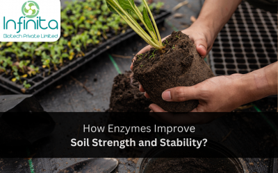 How Enzymes Improve Soil Strength and Stability?