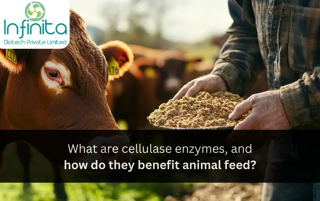 Cellulase Enzymes