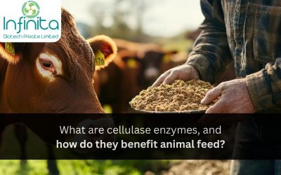 What are Cellulase Enzymes, and How Do They Benefit Animal Feed?