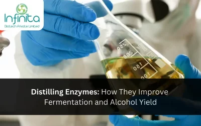 Distillery Enzymes: How They Improve Fermentation and Alcohol Yield